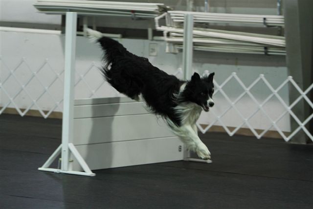 Border Collie